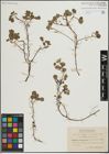 Foto von Salix herbacea L. x Salix polaris Wahlenb.